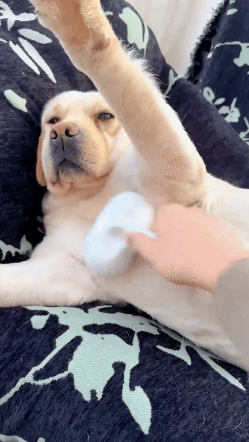 SabaiBrush™